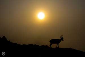 Mitzpe Ramon ibex negev יעל נגב photographed by Yonit Schiller © 2015 יונית שילר